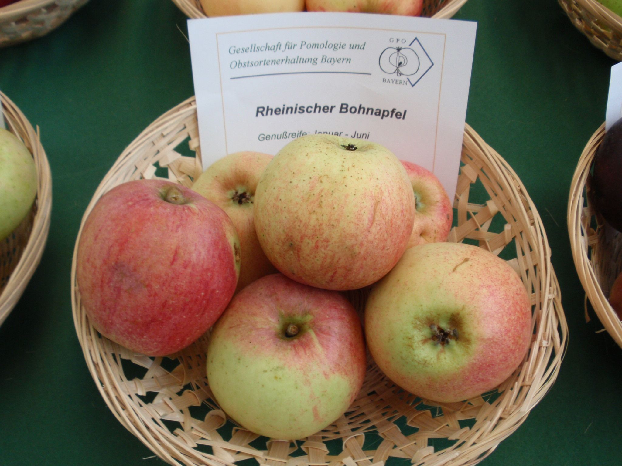 Malus 'Rheinischer Bohnapfel'          CAC