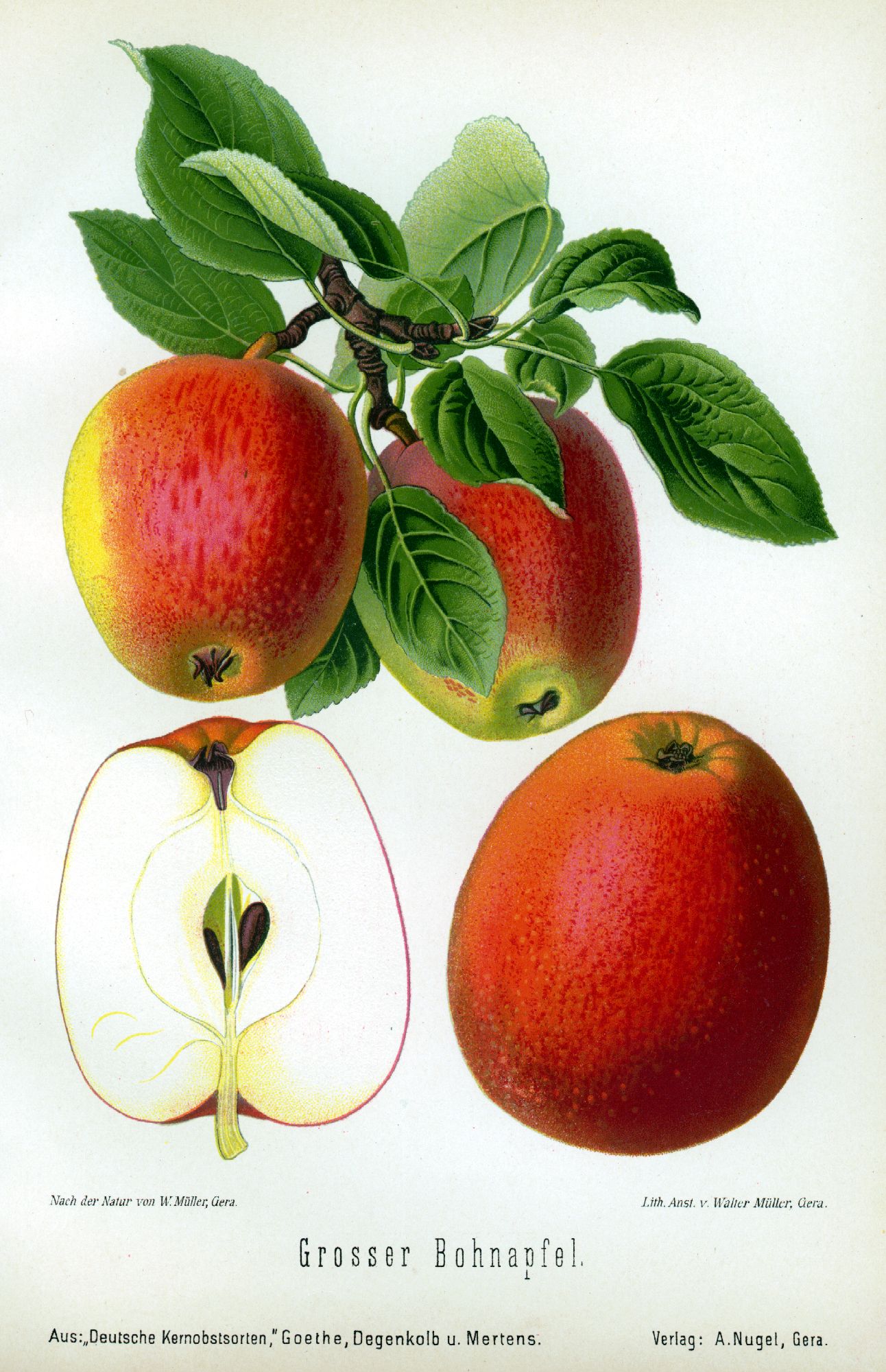 Malus 'Rheinischer Bohnapfel'          CAC