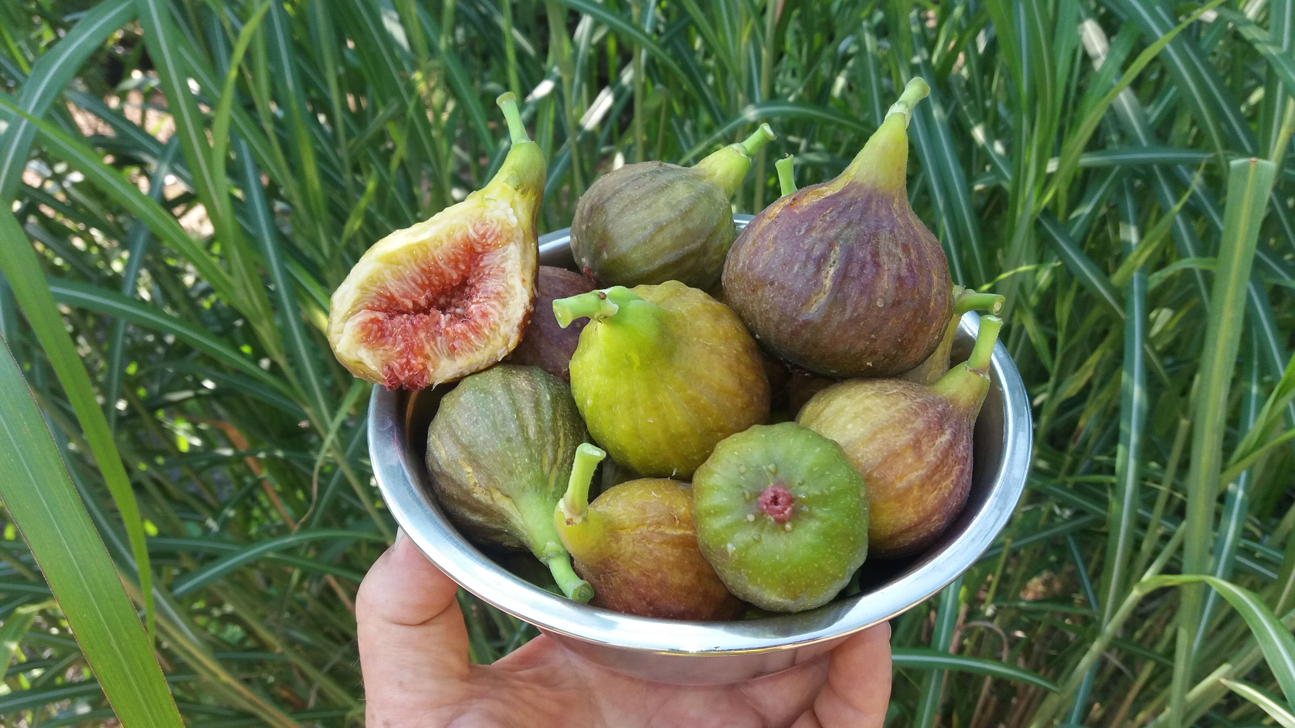 Ficus carica 'Brown Turkey'