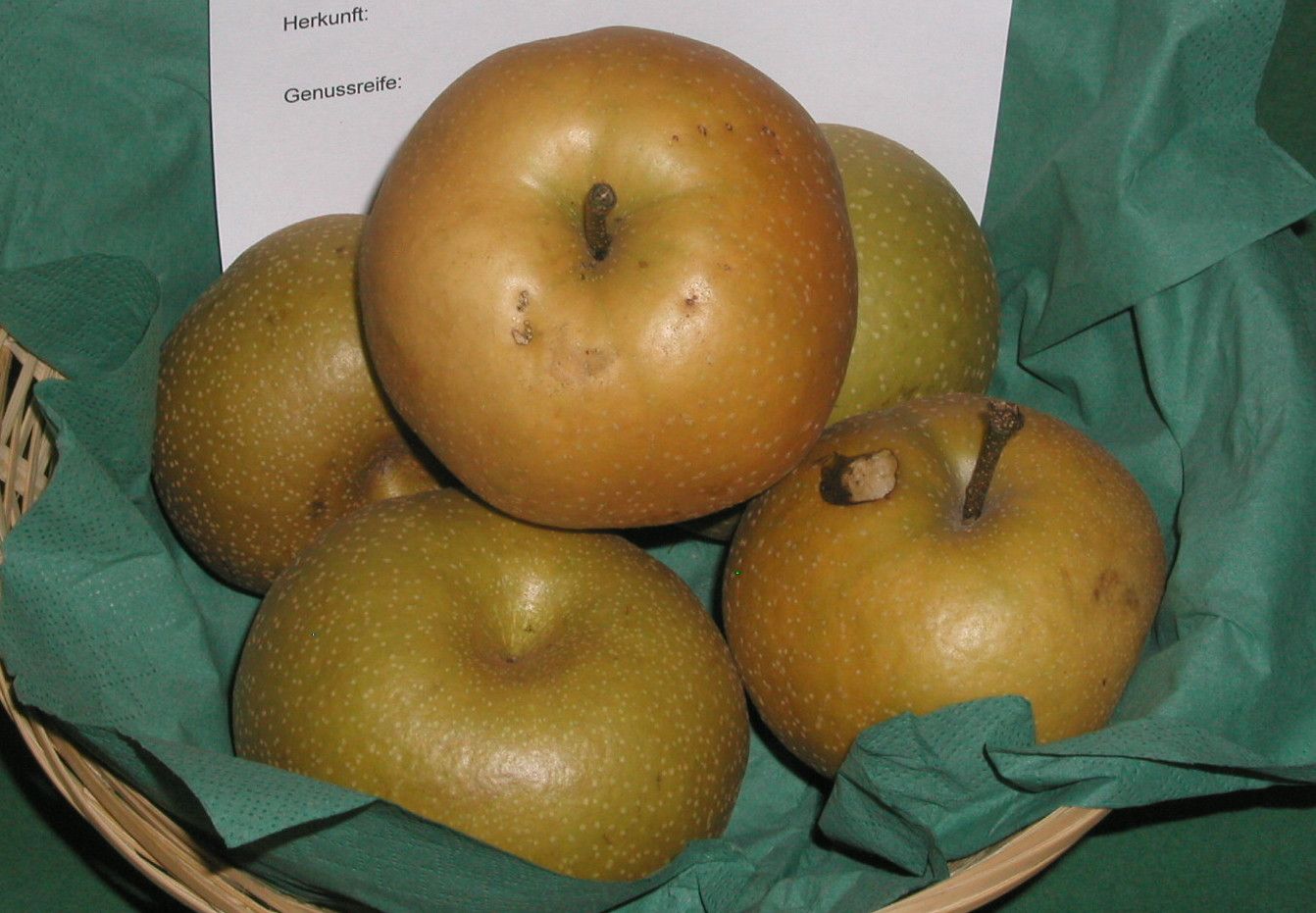 Pyrus pyrifolia 'Hosui'                CAC