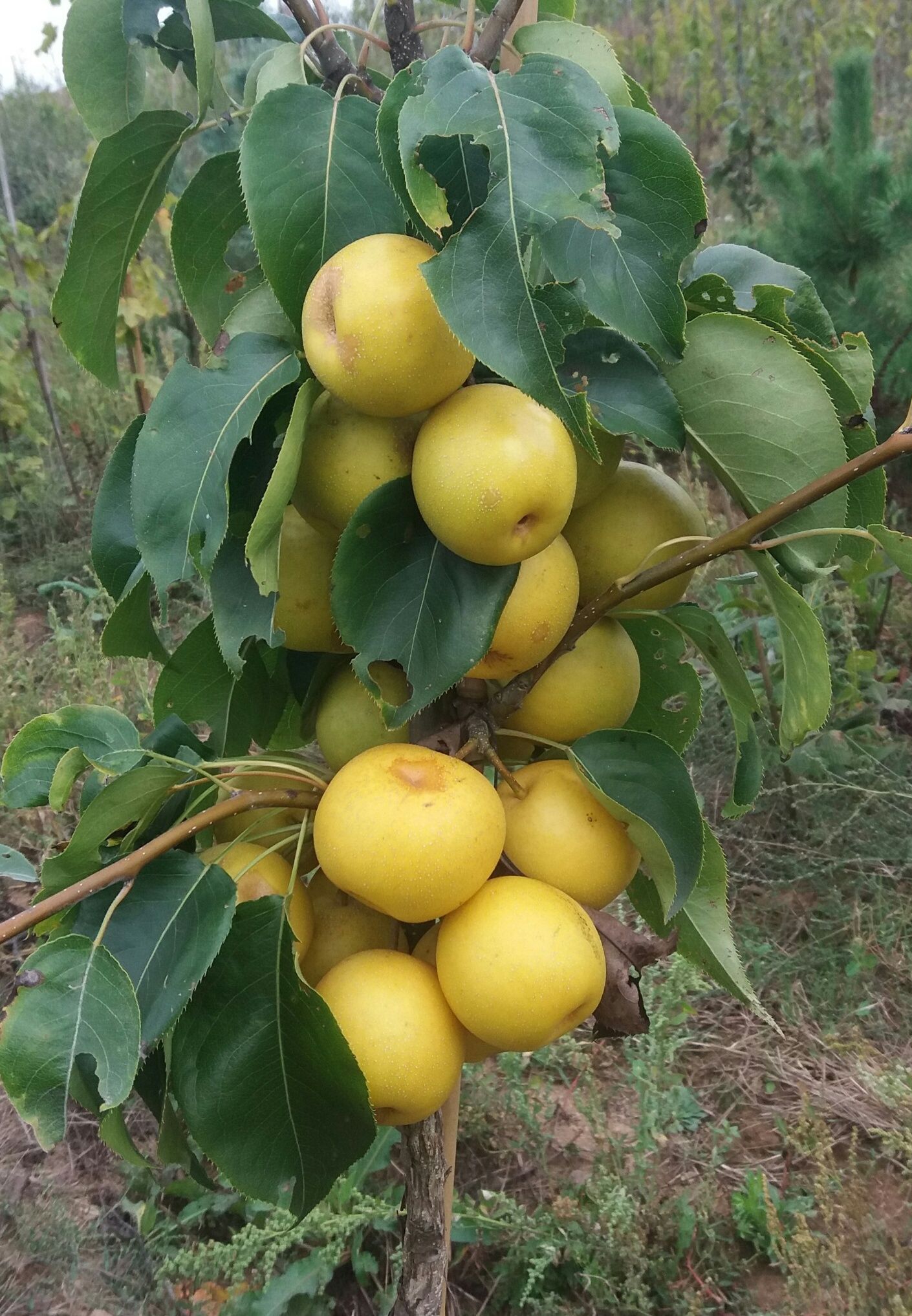 Pyrus pyrifolia 'Nijisseiki'           CAC