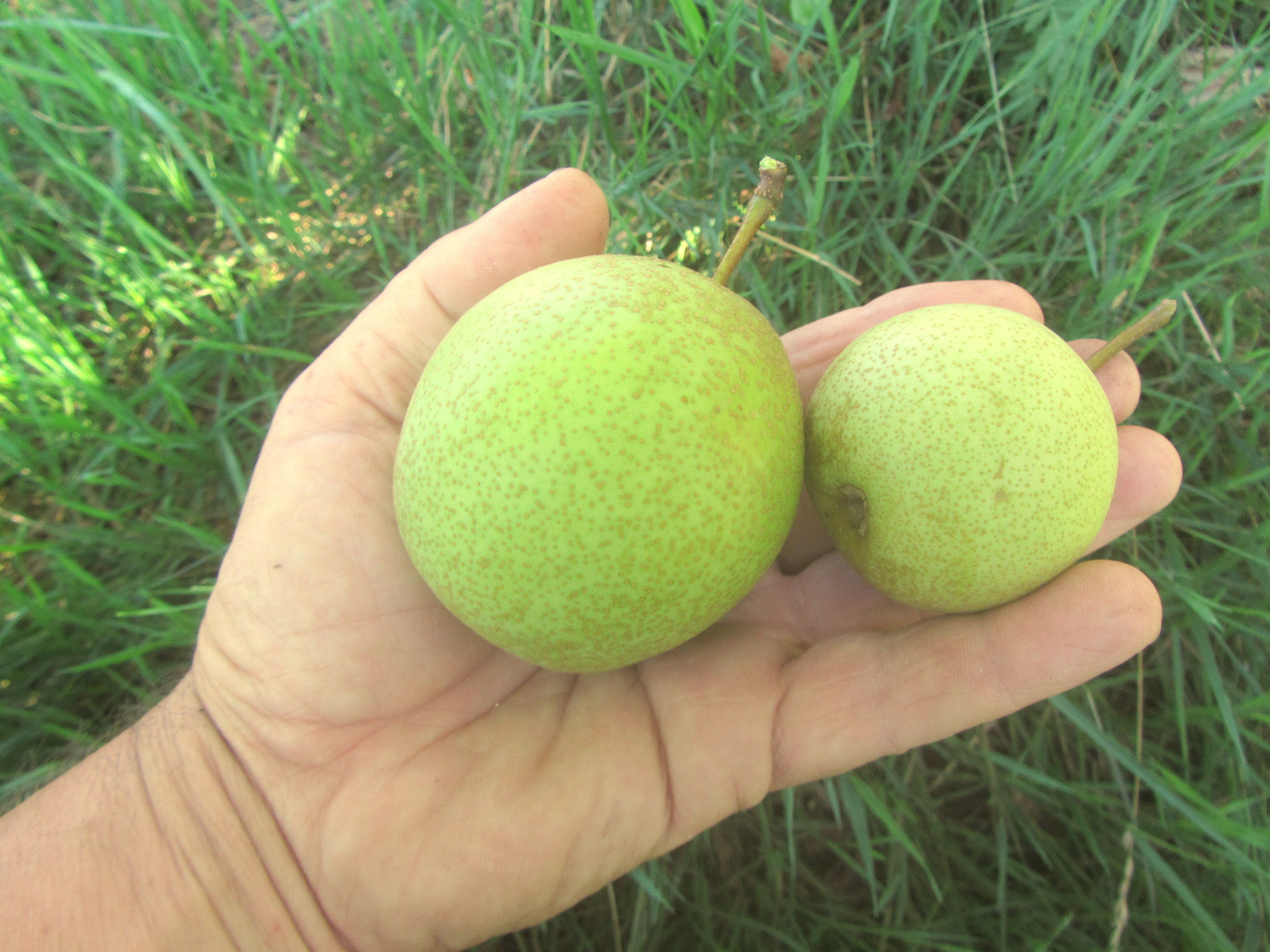 Pyrus pyrifolia 'Nijisseiki'           CAC