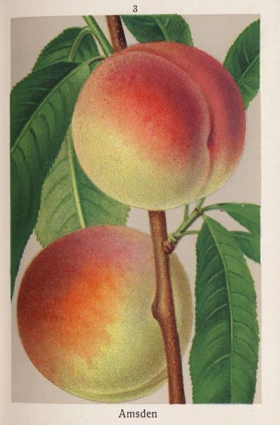 Prunus persica 'Amsden'                CAC