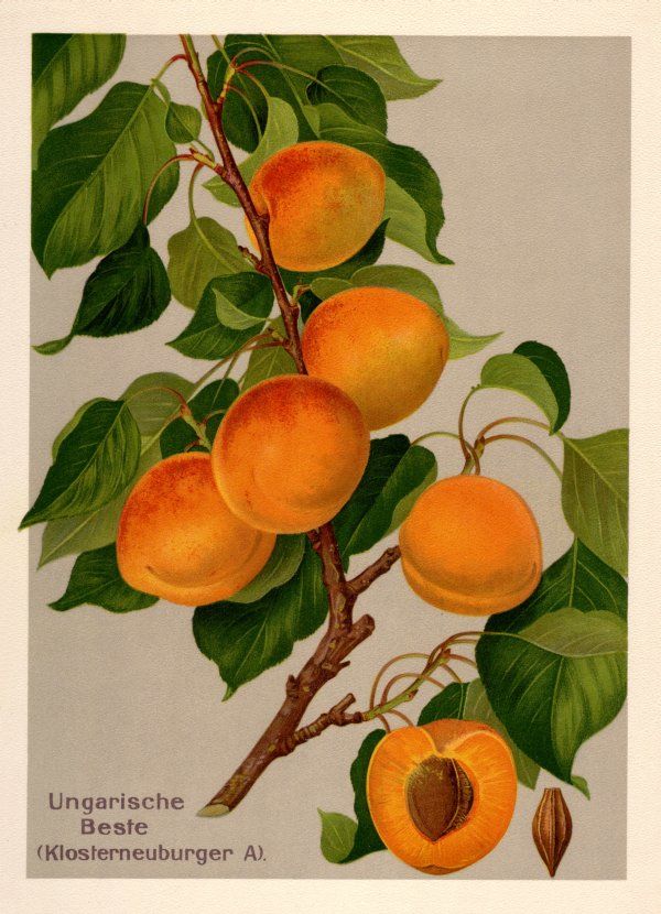 Prunus arm.'Ungarische Beste'          CAC