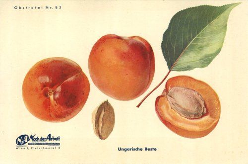 Prunus arm.'Ungarische Beste'          CAC