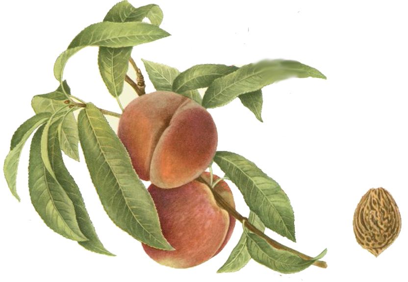 Prunus persica 'Kernechter vom Vorgebirge'   CAC