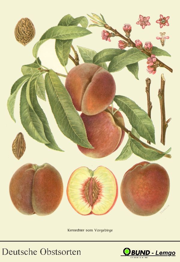 Prunus persica 'Kernechter vom Vorgebirge'   CAC