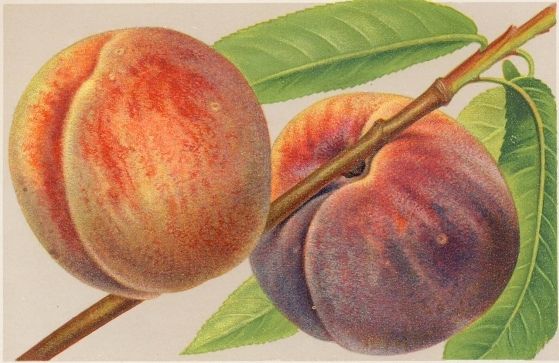Prunus persica 'Roter Ellerstädter'    CAC