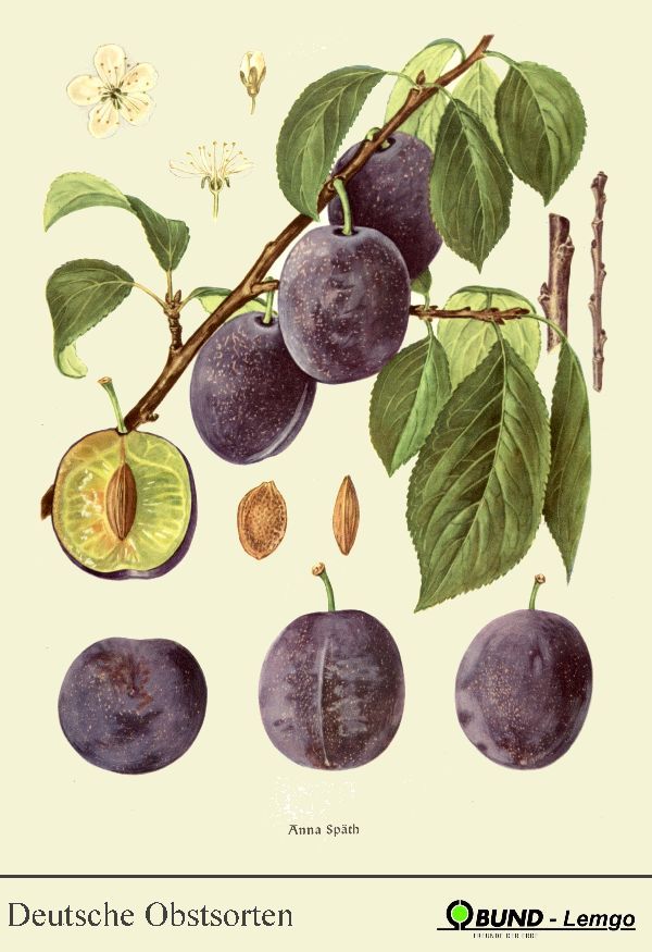 Prunus dom.'Anna Späth'                CAC