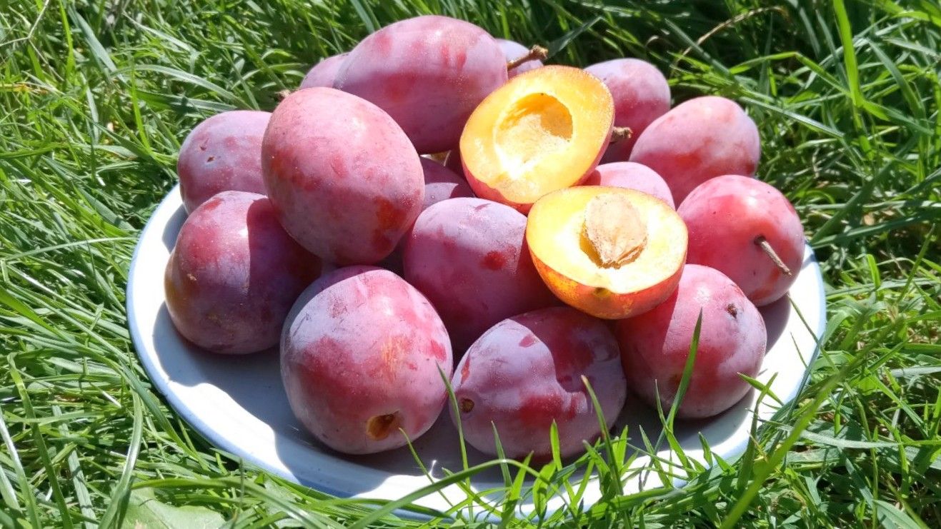 Prunus dom.'Königin Viktoria'          CAC