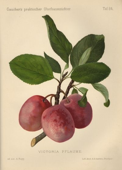 Prunus dom.'Königin Viktoria'          CAC