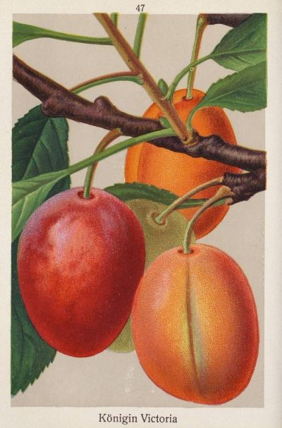 Prunus dom.'Königin Viktoria'          CAC
