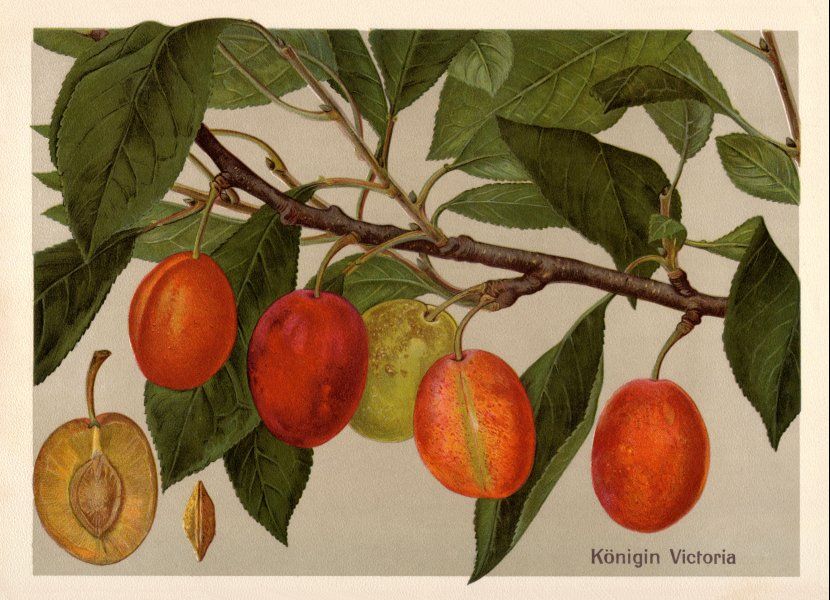 Prunus dom.'Königin Viktoria'          CAC