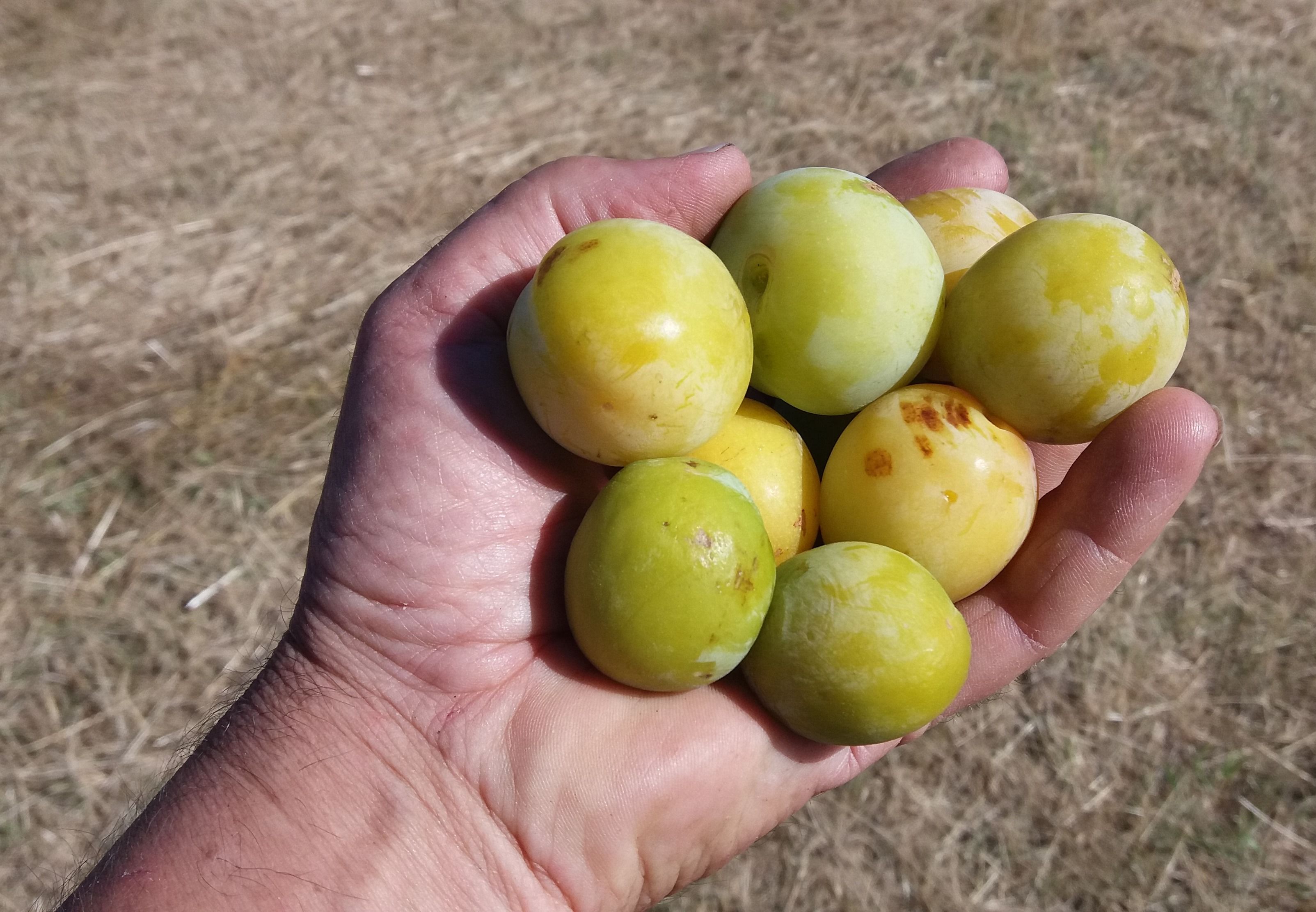 Prunus dom.'Ontario'                   CAC