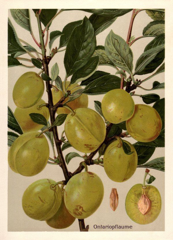 Prunus dom.'Ontario'                   CAC