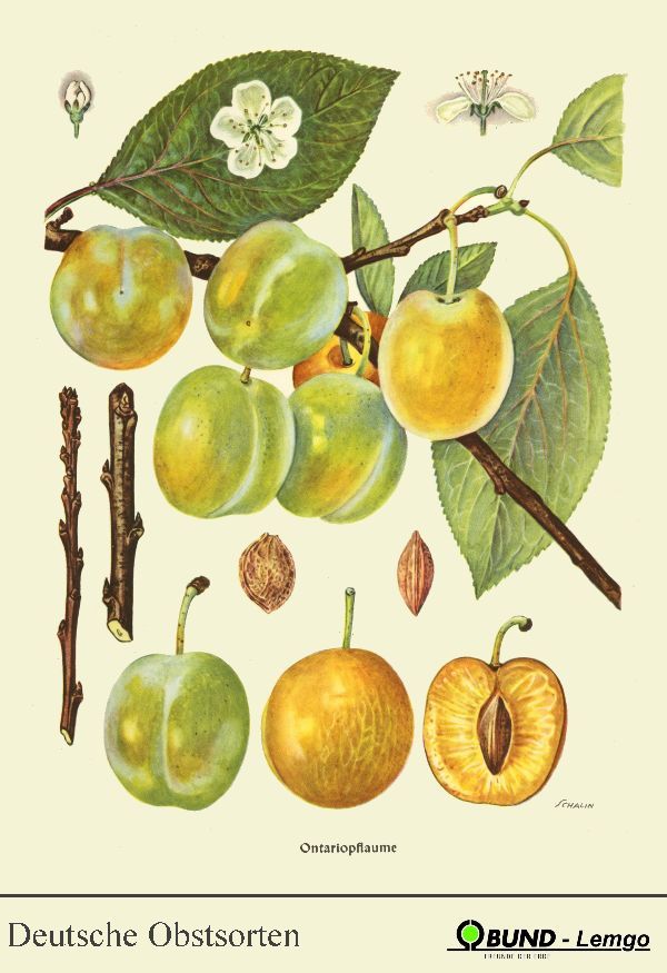 Prunus dom.'Ontario'                   CAC