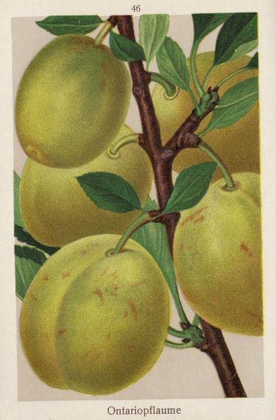 Prunus dom.'Ontario'                   CAC