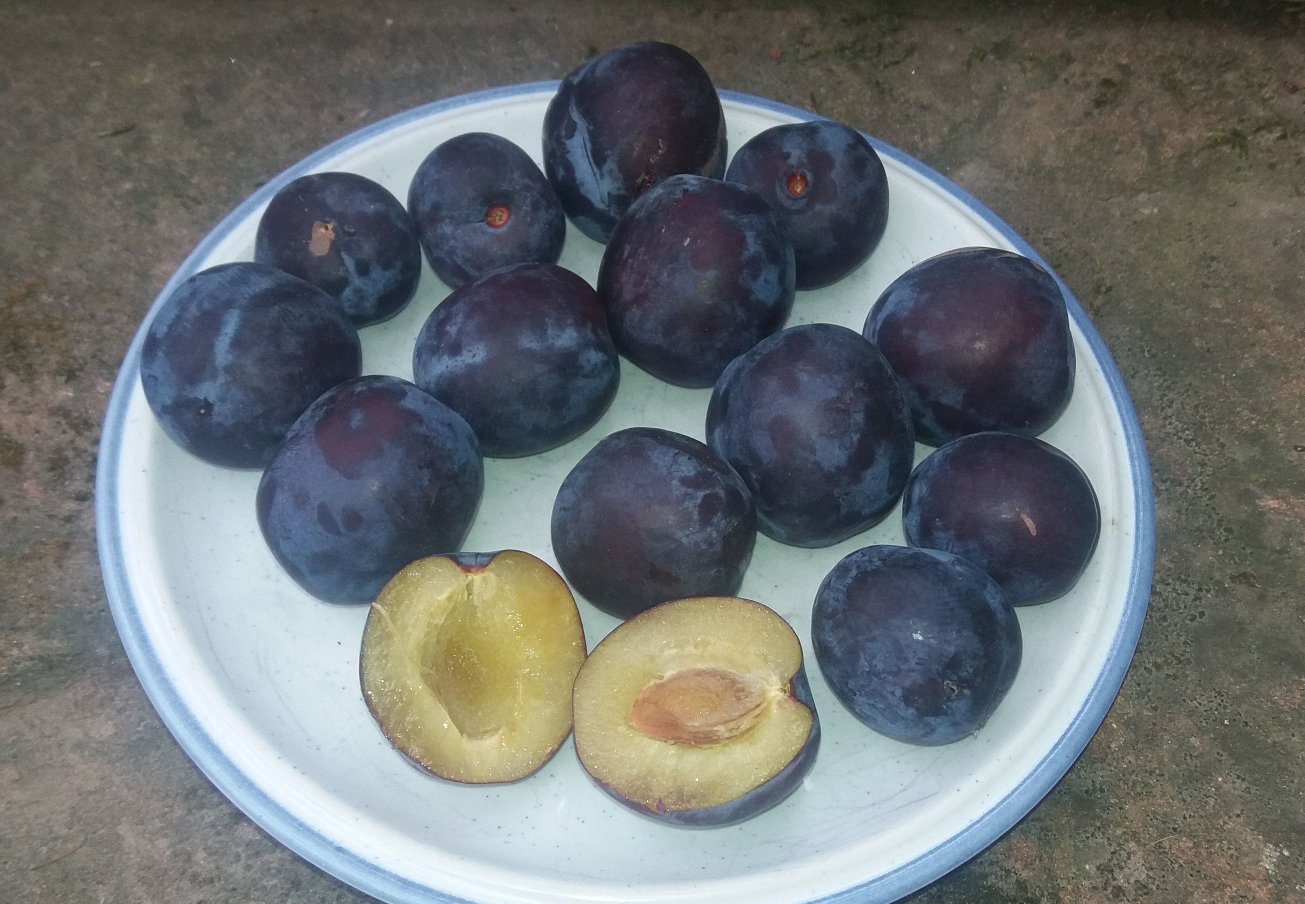 Prunus dom.'Ruth Gerstetter'           CAC