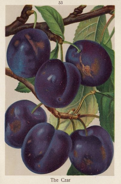 Prunus dom.'The Czar'                  CAC