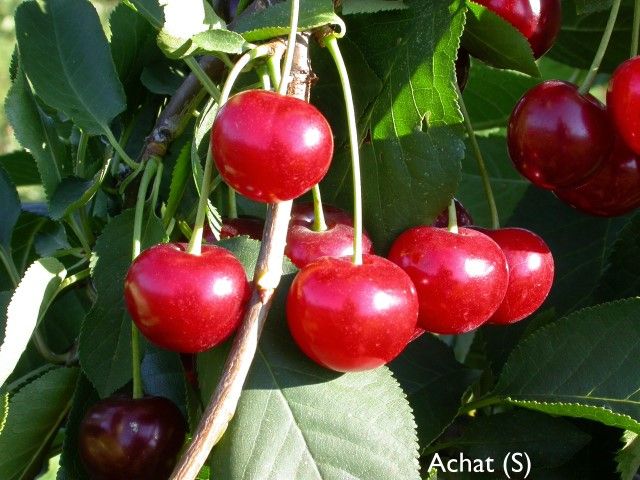 Prunus cer.'Achat'  -S-                CAC