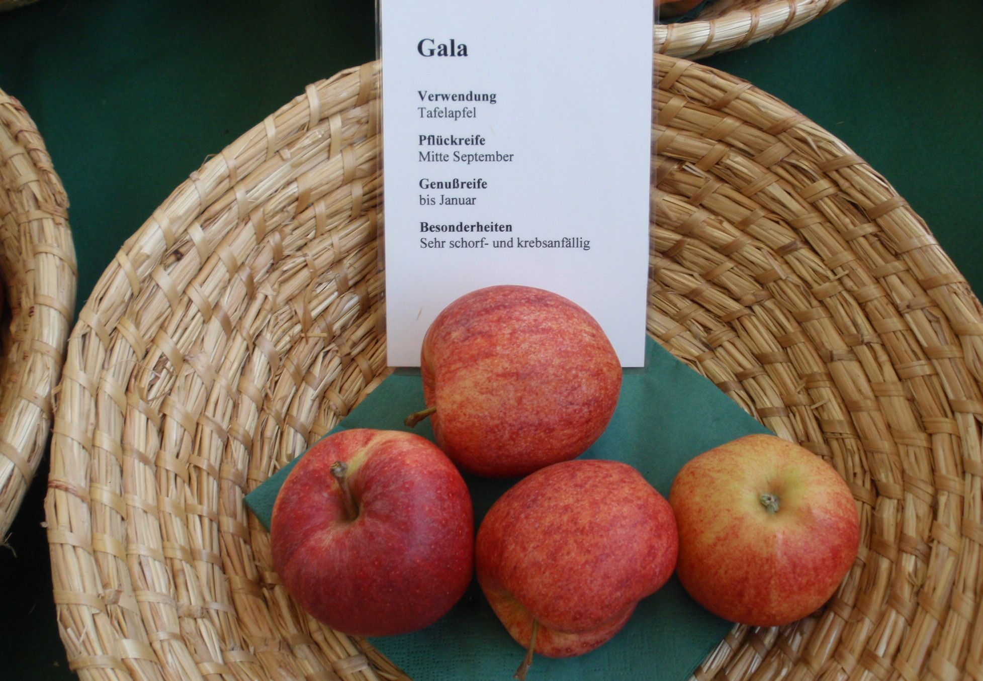 Malus 'Gala'                           CAC