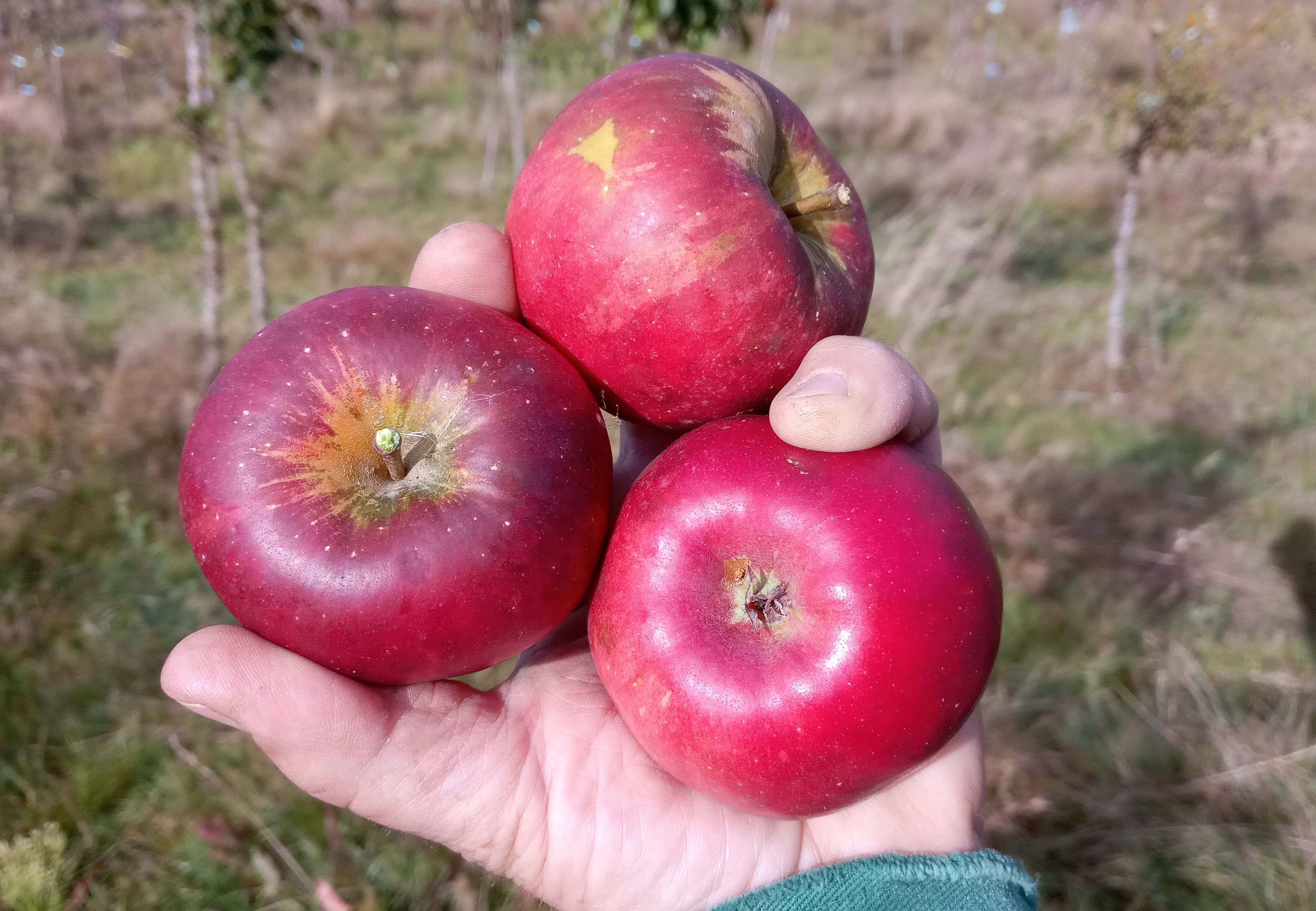 Malus 'Kardinal Bea'                   CAC