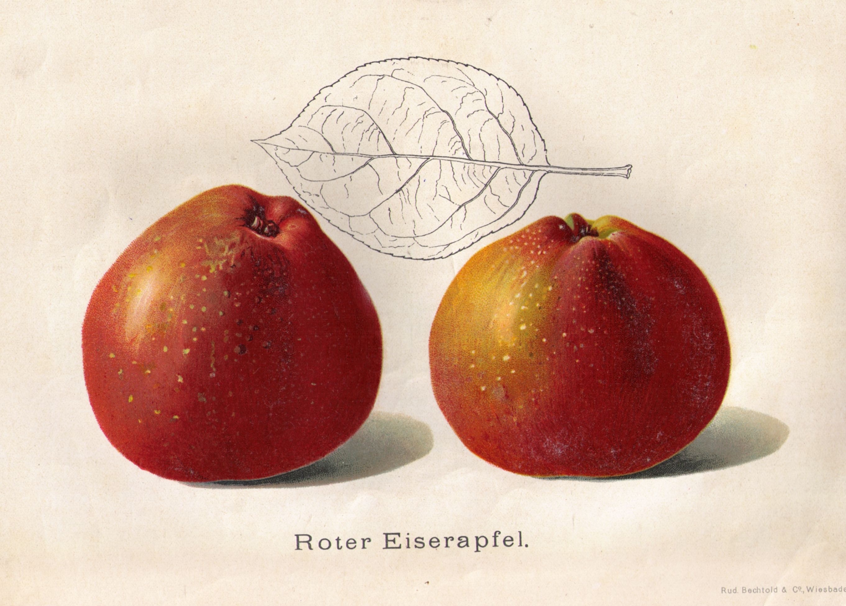 Malus 'Roter Eiserapfel'               CAC