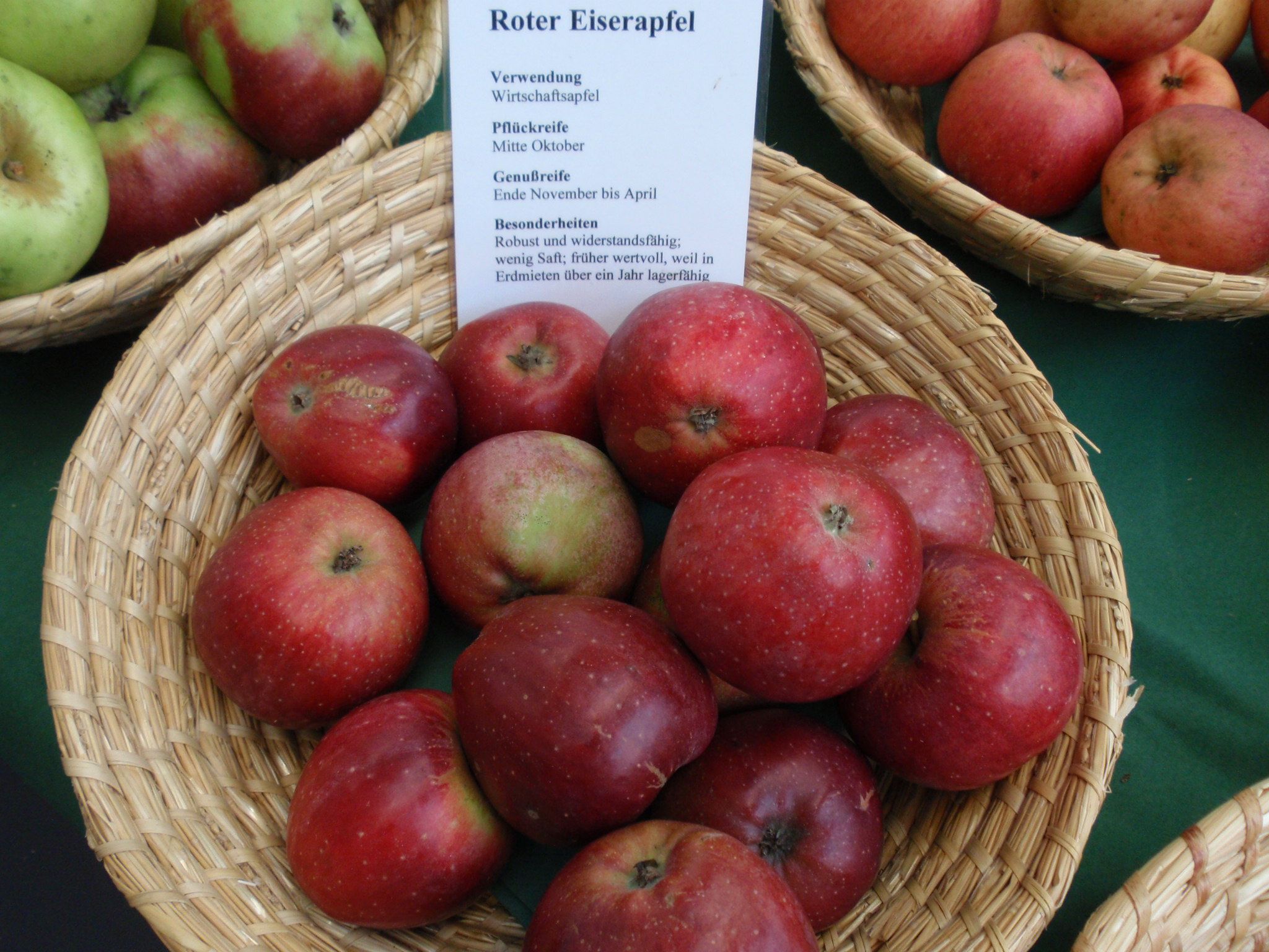 Malus 'Roter Eiserapfel'               CAC