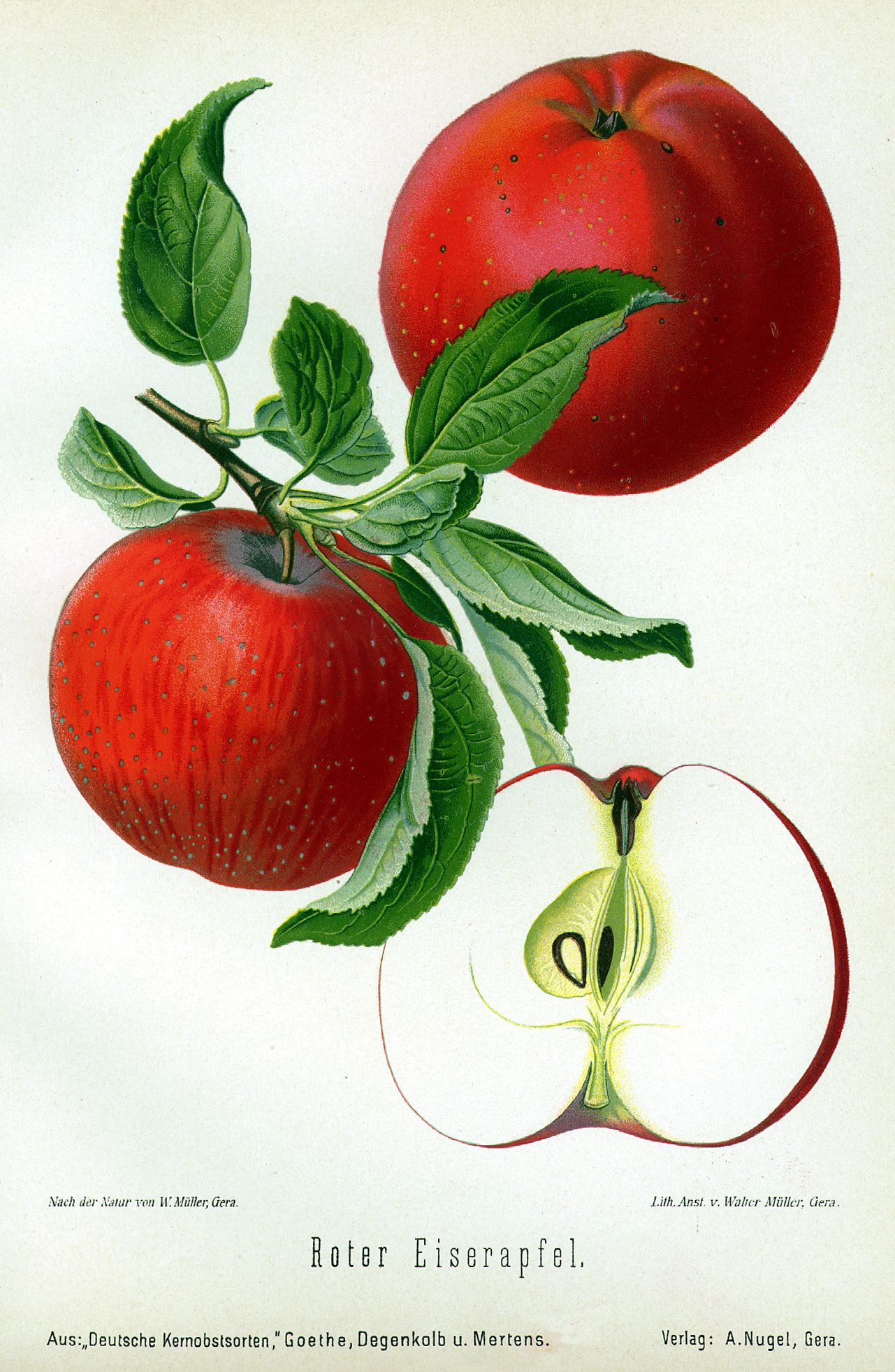 Malus 'Roter Eiserapfel'               CAC