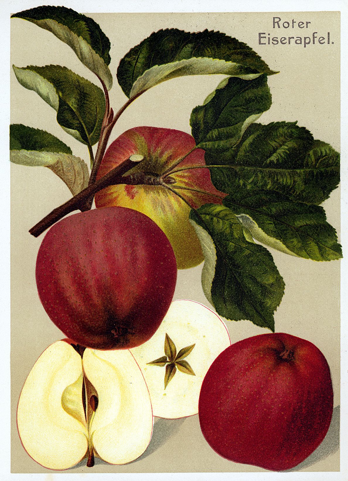 Malus 'Roter Eiserapfel'               CAC
