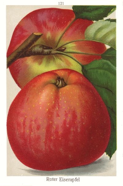 Malus 'Roter Eiserapfel'               CAC