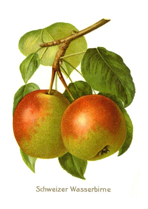 Pyrus com.'Schweizer Wasserbirne'      CAC