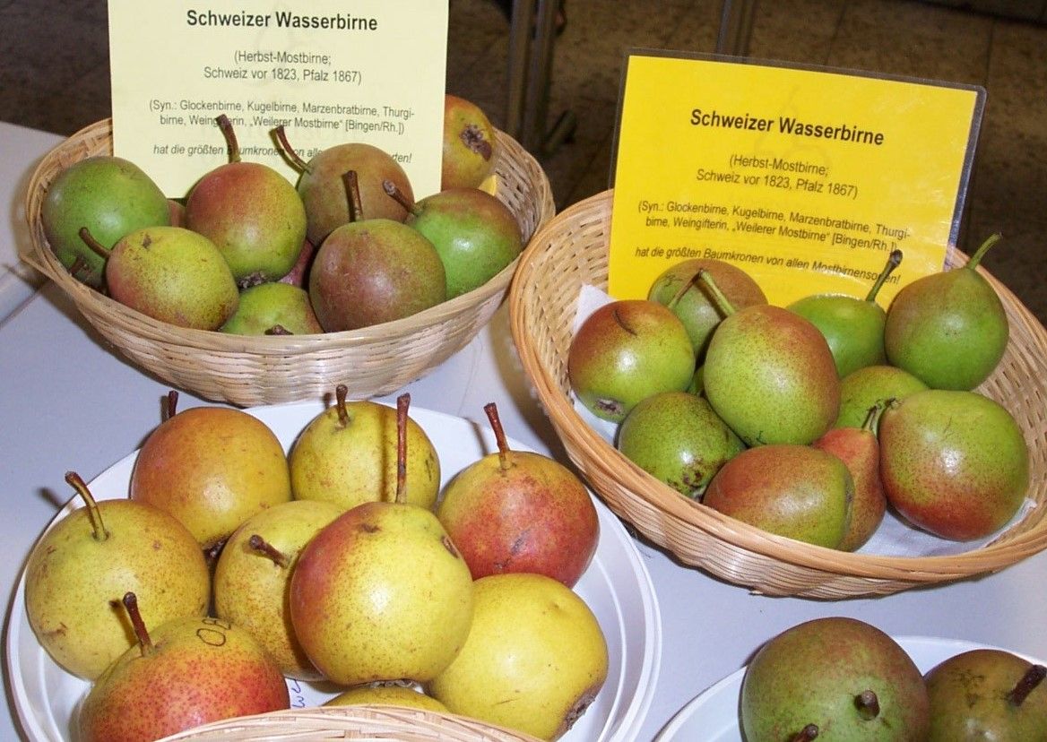 Pyrus com.'Schweizer Wasserbirne'      CAC