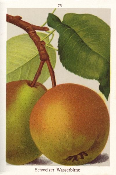 Pyrus com.'Schweizer Wasserbirne'      CAC