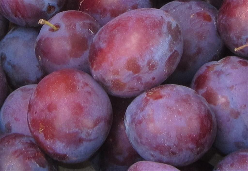 Prunus dom.'President'                 CAC