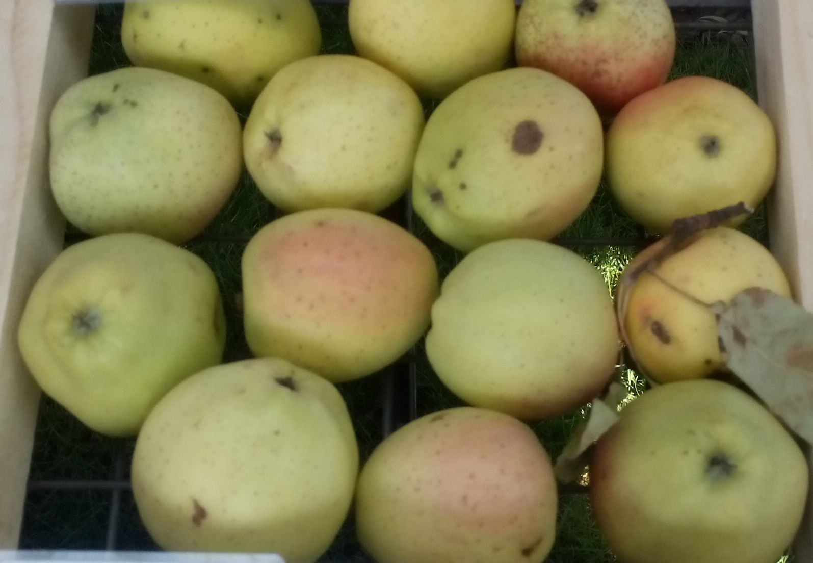 Malus 'Gelber Bellefleur'              CAC