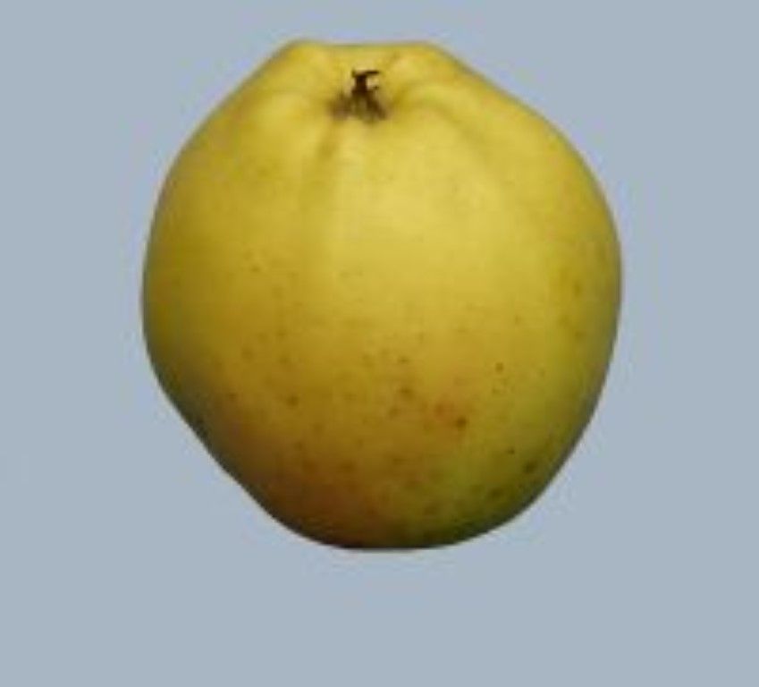 Malus 'Gelber Bellefleur'              CAC
