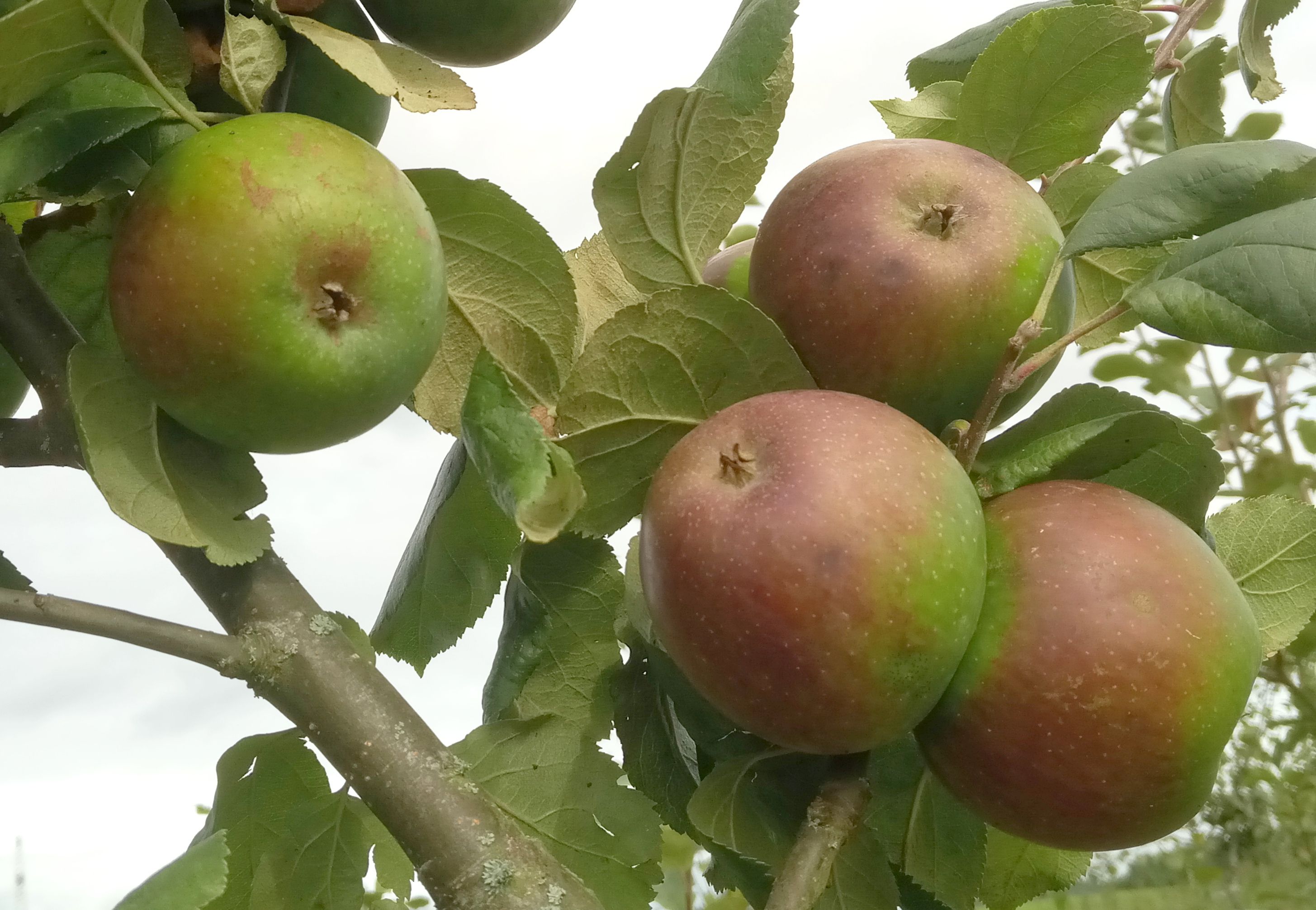 Malus 'Grünapfel'                      CAC
