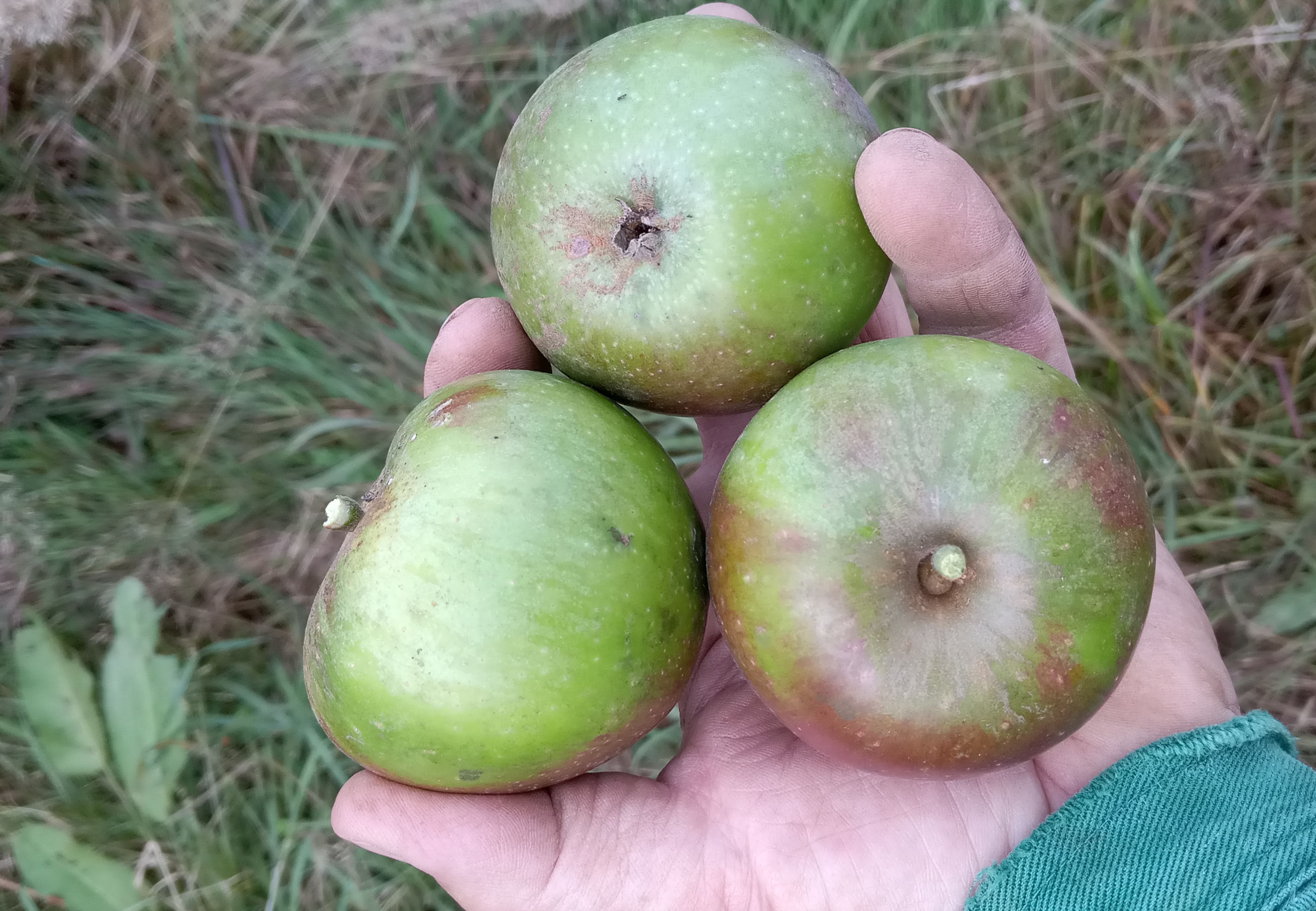 Malus 'Grünapfel'                      CAC
