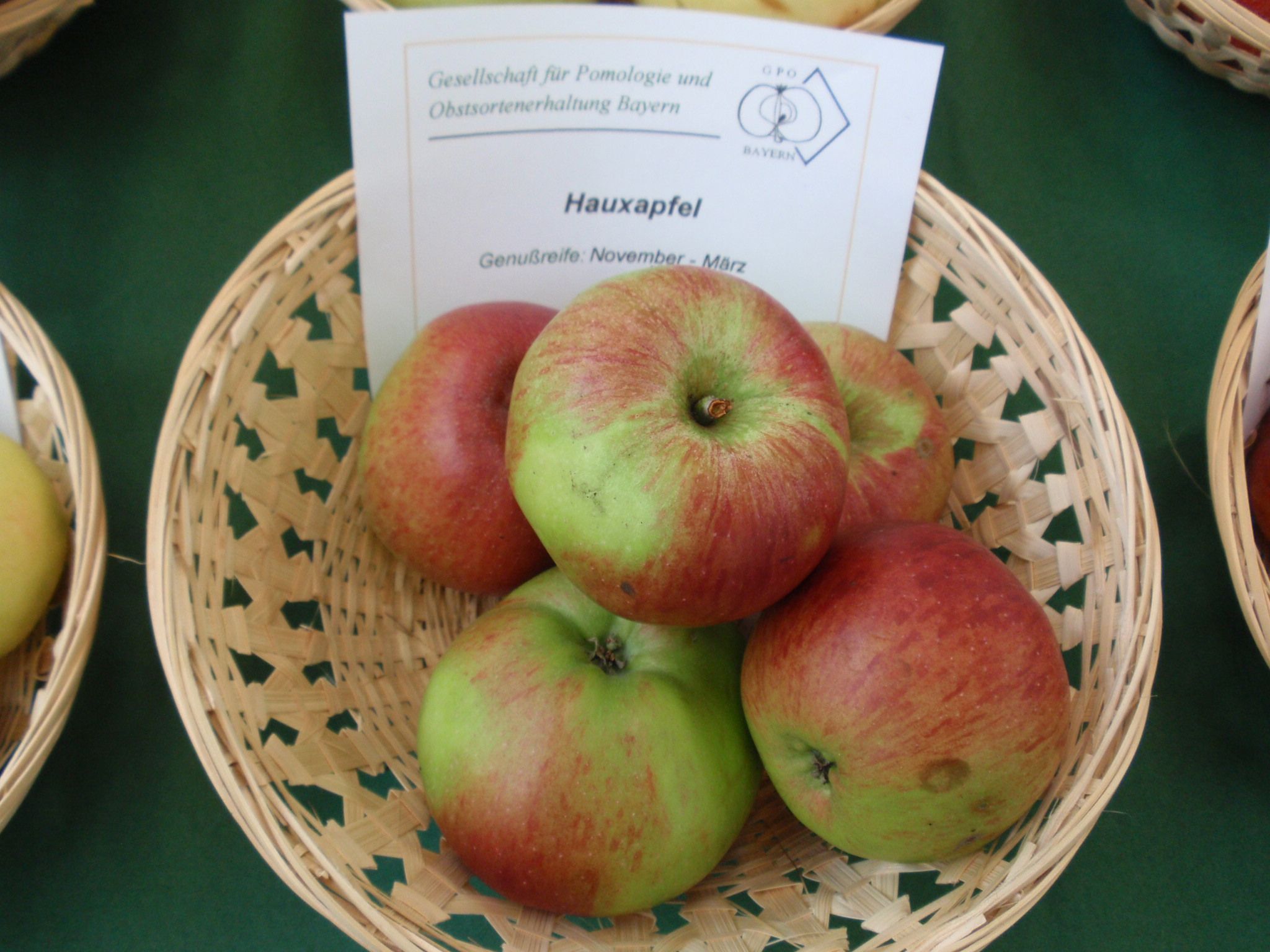 Malus 'Hauxapfel'                      CAC