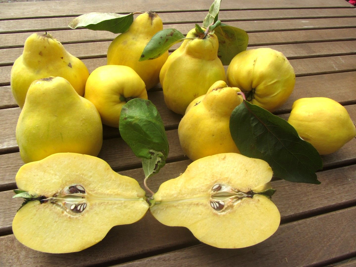Cydonia 'Rea's Mammouth'   CAC