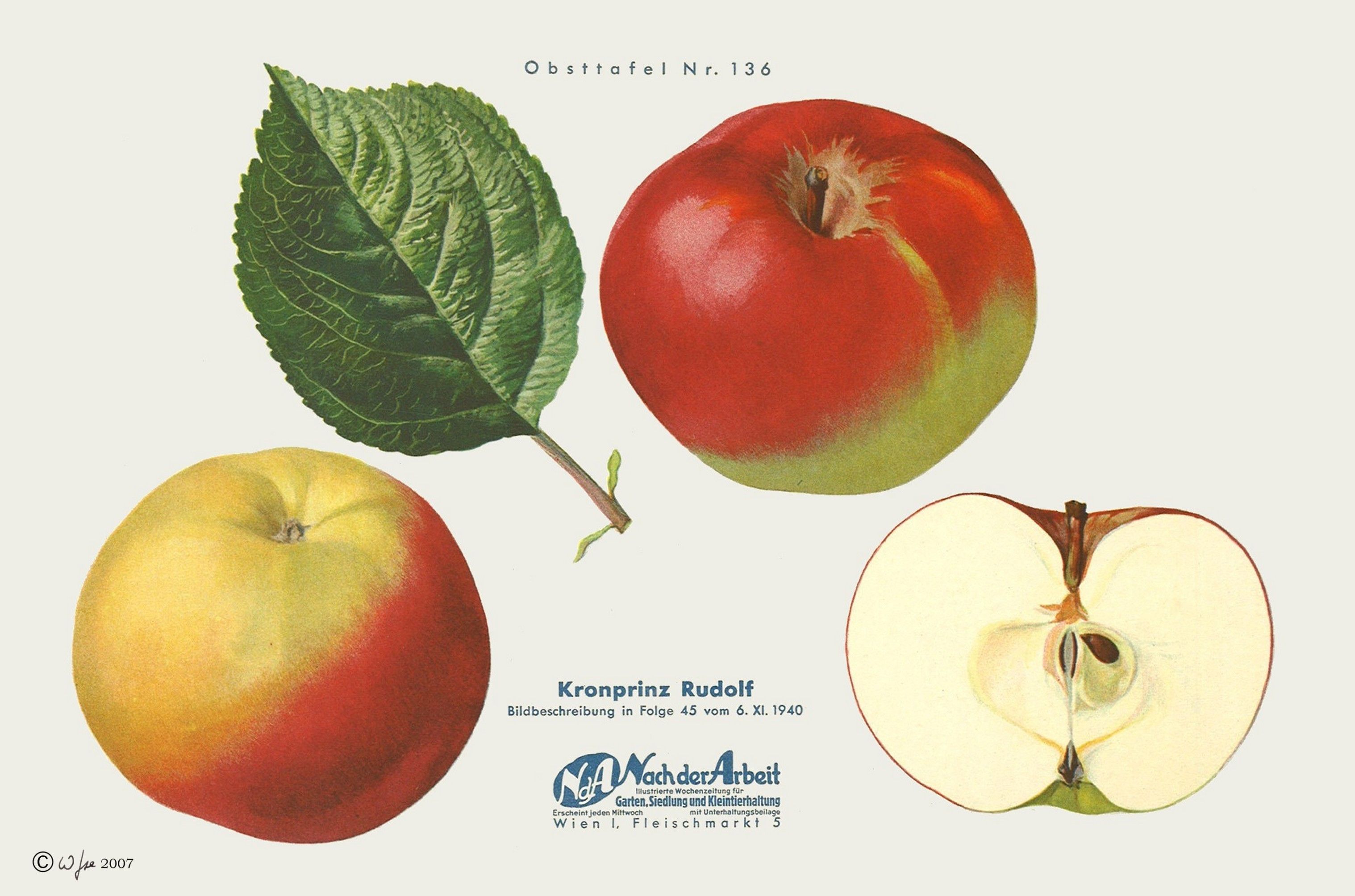 Malus 'Kronprinz Rudolph'              CAC