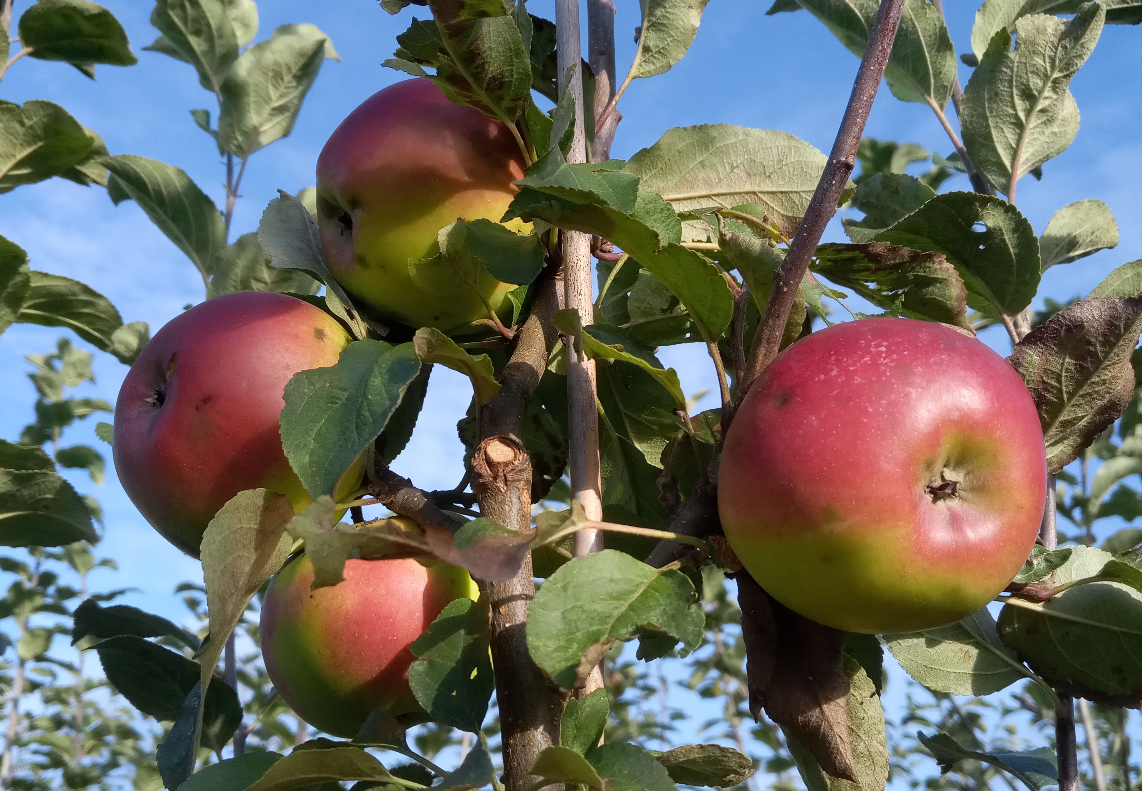 Malus 'Kronprinz Rudolph'              CAC