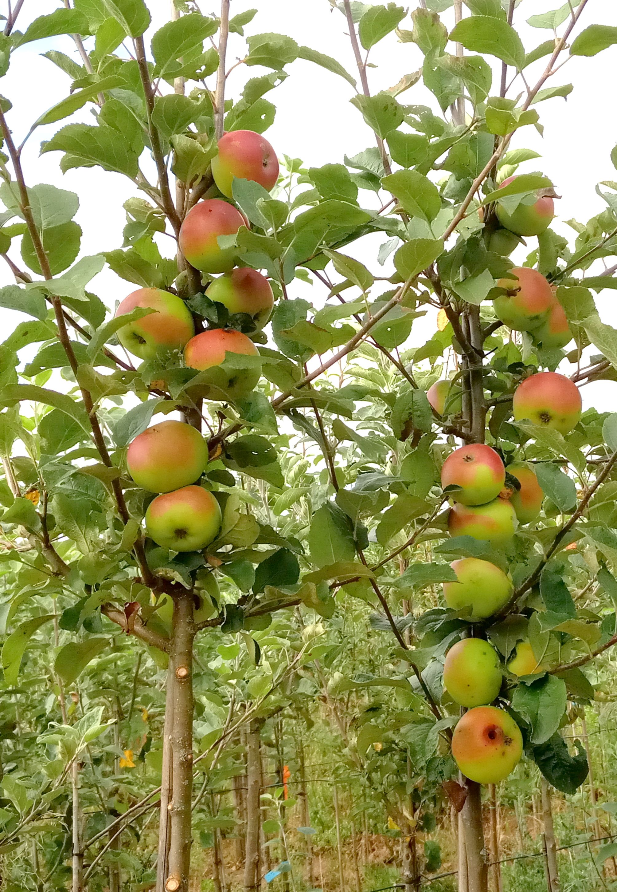 Malus 'Kronprinz Rudolph'              CAC