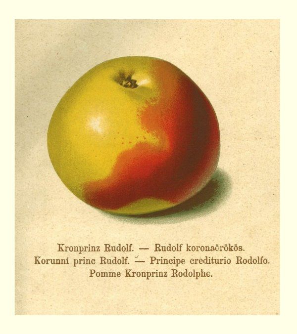 Malus 'Kronprinz Rudolph'              CAC
