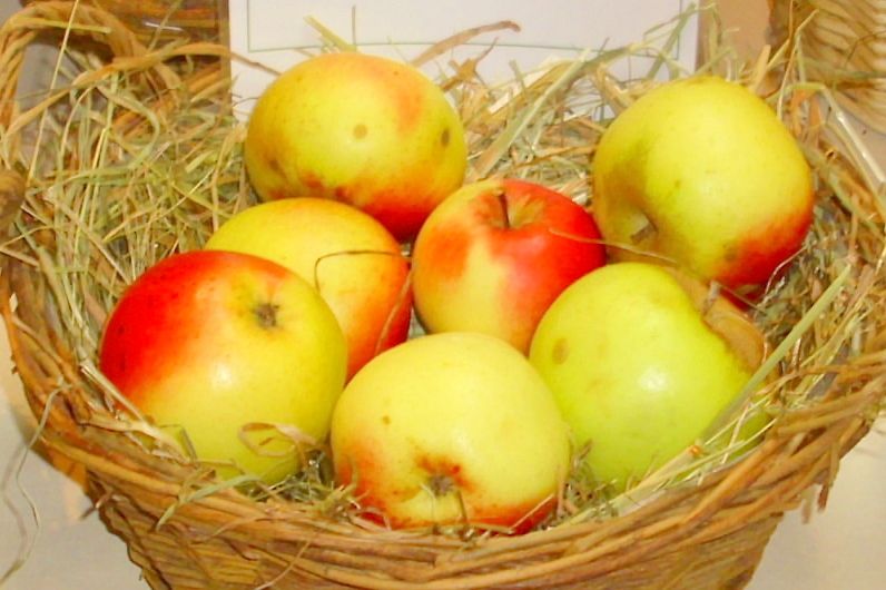 Malus 'Kronprinz Rudolph'              CAC