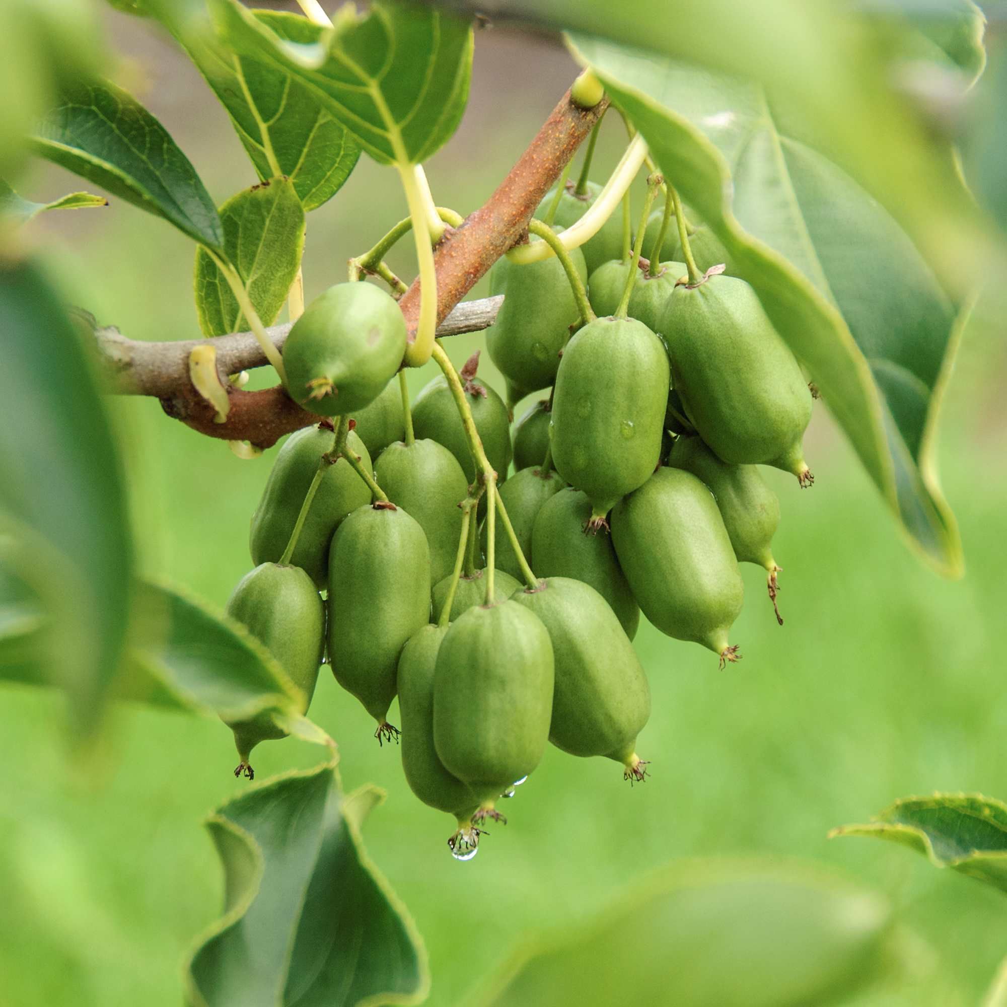 Actinidia arguta 'Issai'