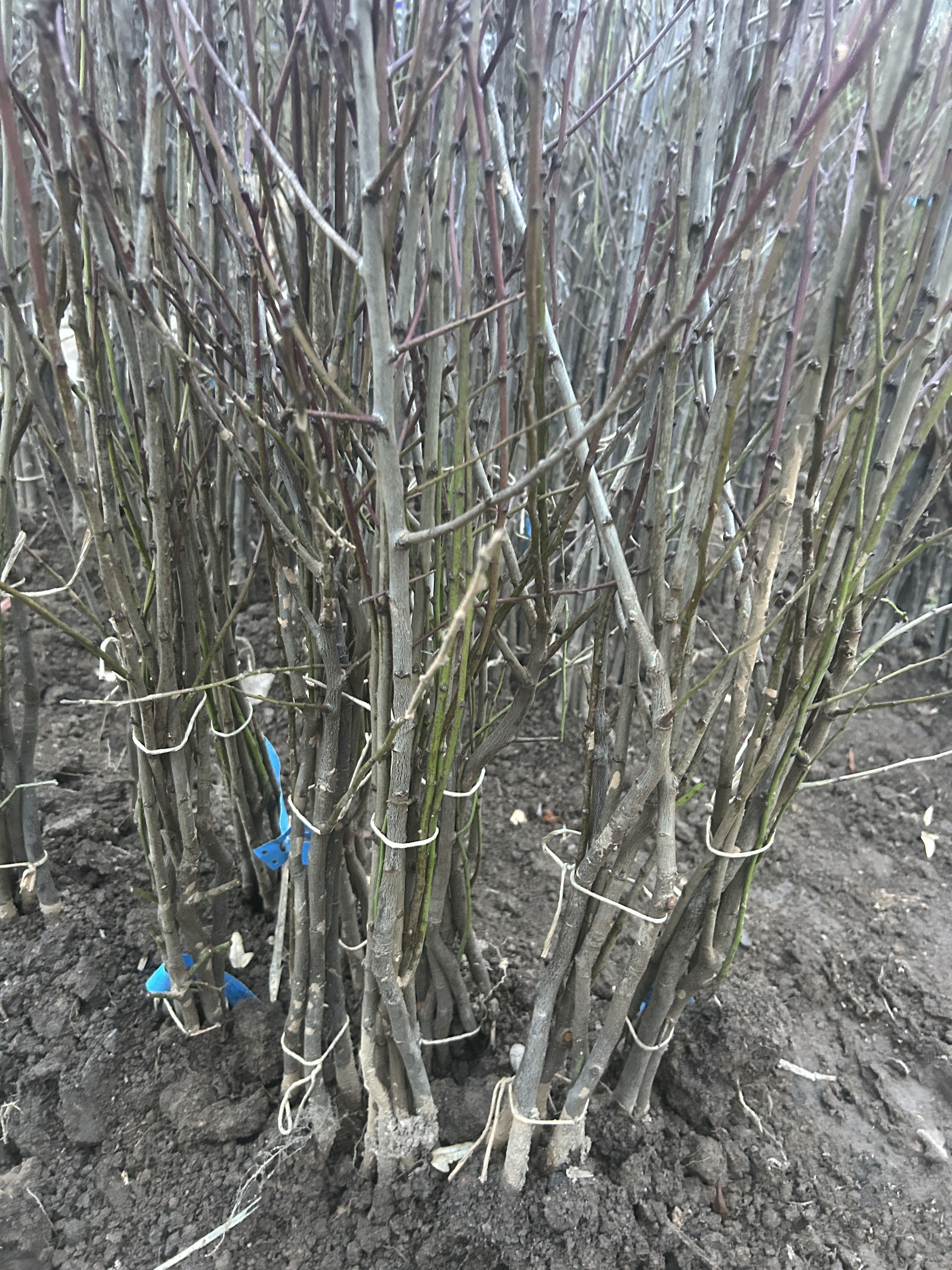 Prunus WA-VIT  -R- Prudom  -S- VgU zert.vf