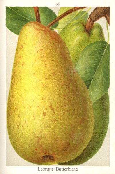 Pyrus com.'Lebruns Butterbirne'        CAC
