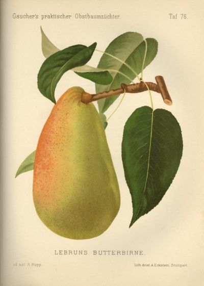 Pyrus com.'Lebruns Butterbirne'        CAC